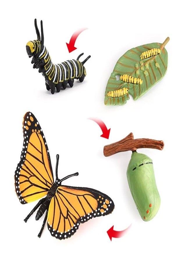 Hvogvok Butterfly Growth Cycle, Animal Growth Cycle Biological Model, Growth Stage Lifelike Butterfly Life Cycle Model Set for Kids Education Insect Themed Party Favors - Image 2